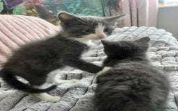 British Shorthair cats for sale: Beautiful British Shorthair Kittens  - Image 6