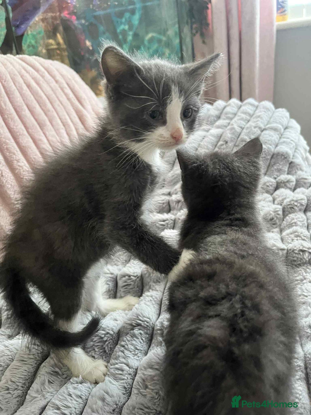 British Shorthair cats for sale: Beautiful British Shorthair Kittens  - Image 6