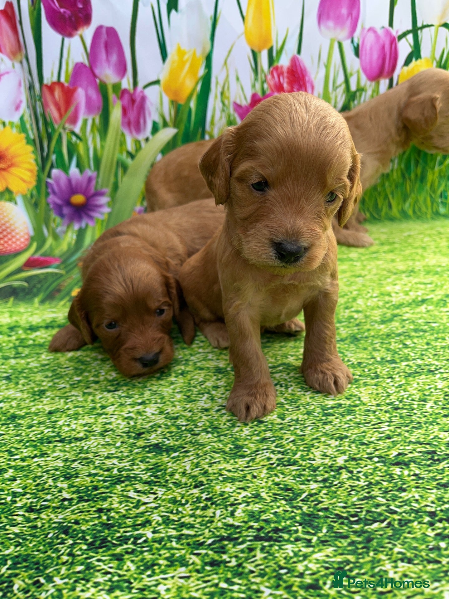 Cockapoo dogs Stunning toy cockapoo puppy’s  - Advert 1