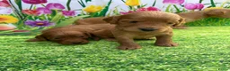 Cockapoo dogs for sale: Stunning toy cockapoo puppy’s  - Advert 1