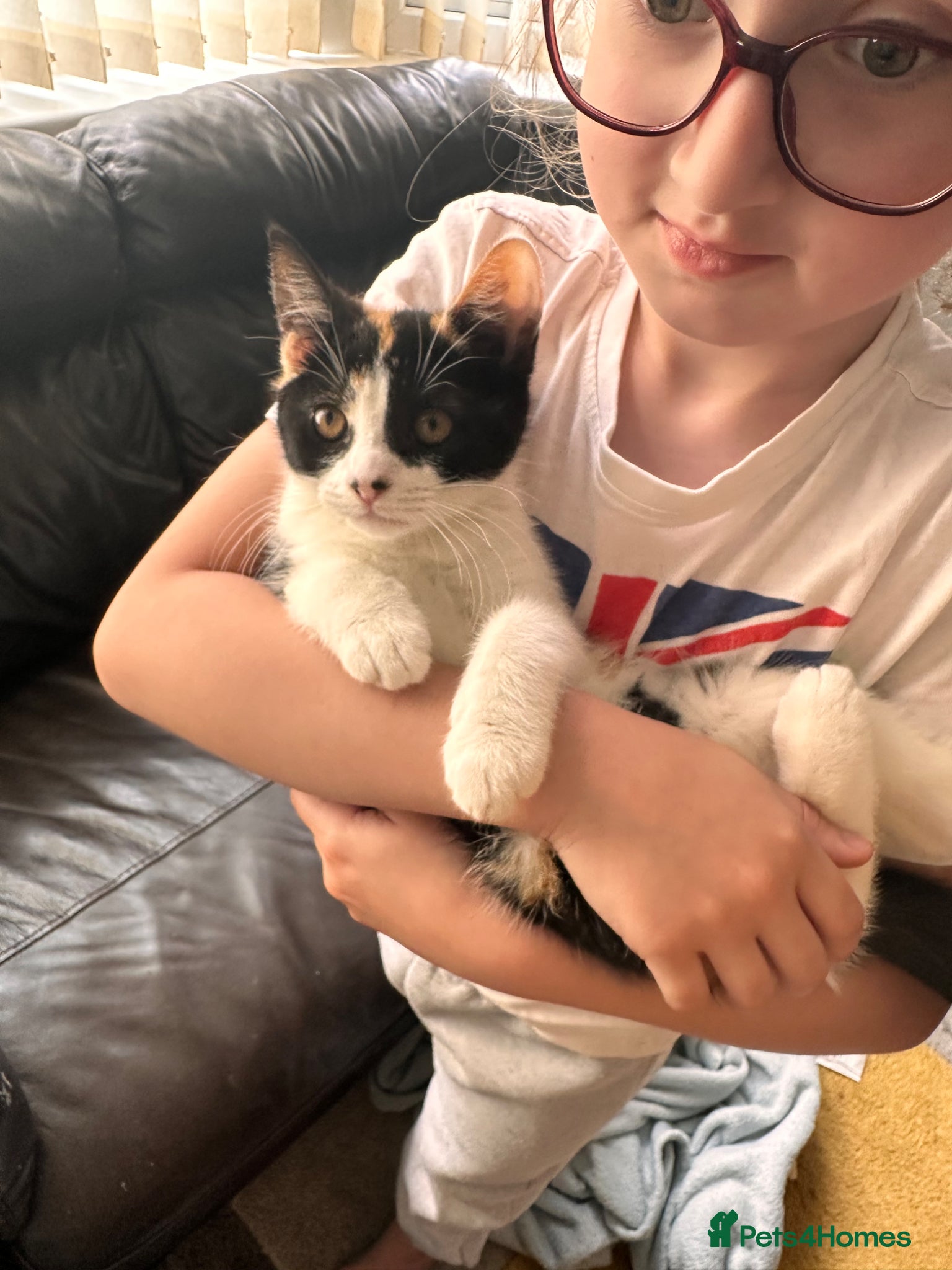 Mixed Breed cats Urgent need home - Advert 2