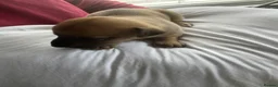 Mixed Breed dogs for sale: Stunning Whippet/Jack puppies  - Advert 15