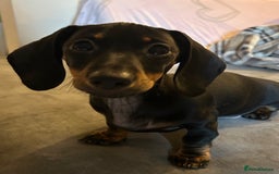 Miniature Dachshund dogs for sale: Miniature dachshunds for sale - ready to go now  - Image 1