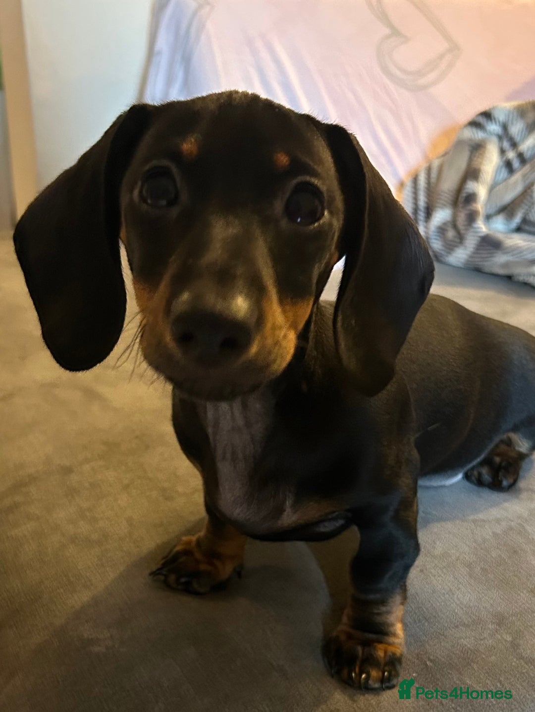 Miniature Dachshund dogs for sale: Miniature dachshunds for sale - ready to go now  - Image 1