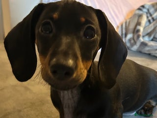 Miniature Dachshund dogs - Advert 8