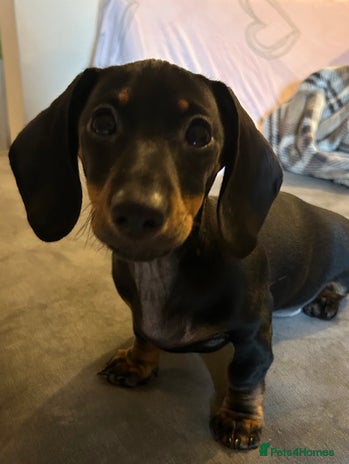 Miniature Dachshund dogs - Advert 2