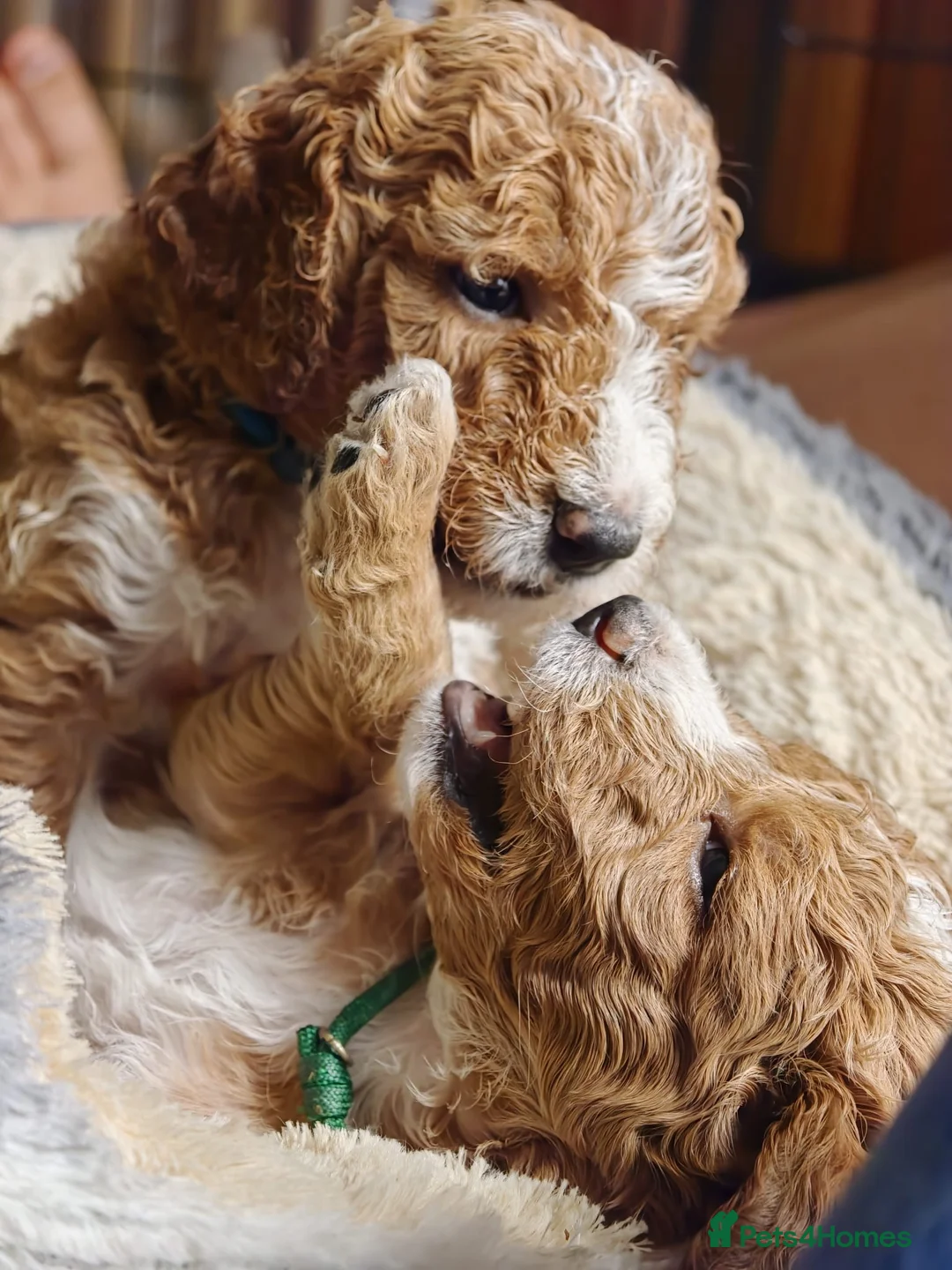 Goldendoodle dogs for sale: Exceptional Health tested Goldendoodle puppies - Advert 1
