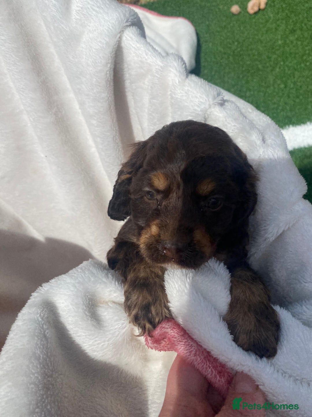 Cockapoo dogs for sale: American cockapoos rare green eyes phantoms - Image 24
