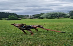 Miniature Pinscher dogs for stud: PRAGUE RATTER boy for stuf - Image 7