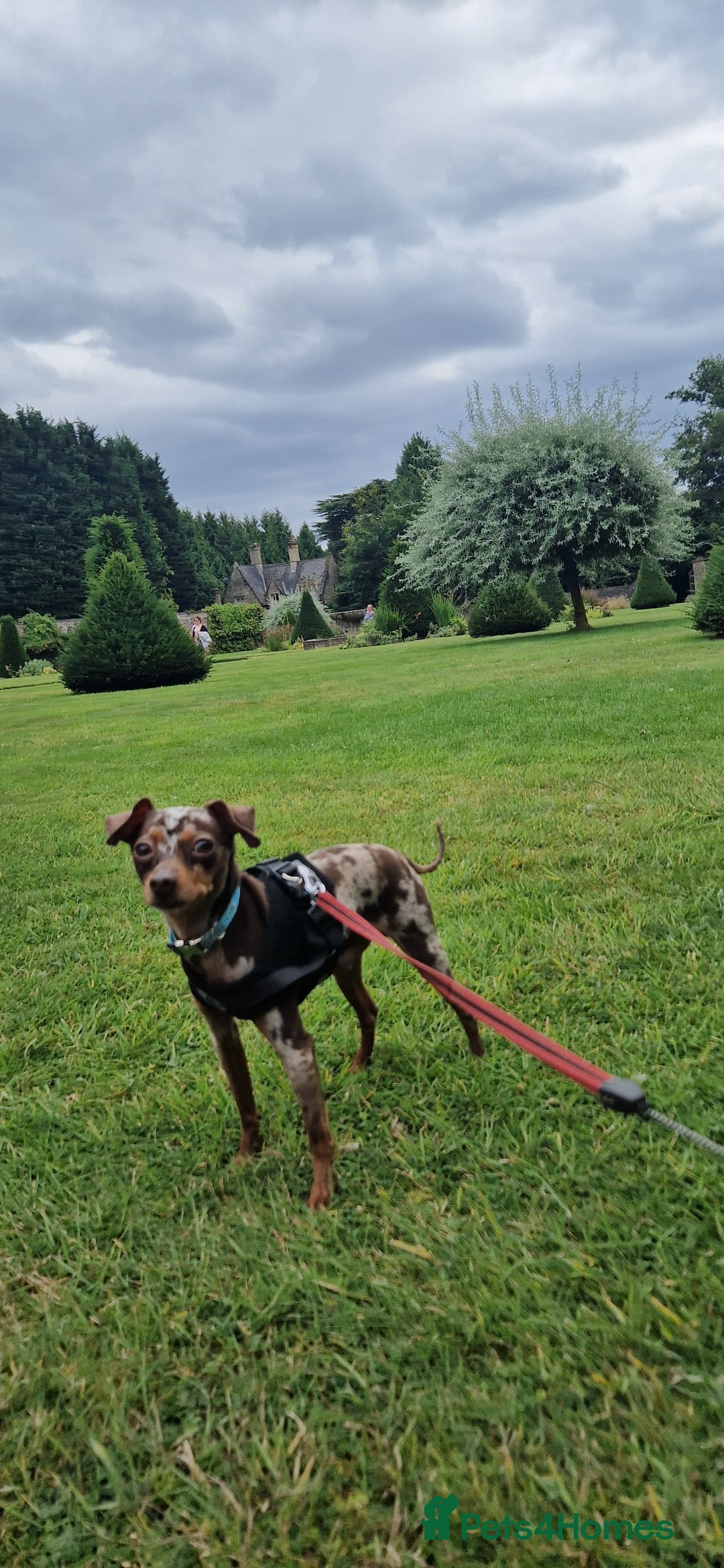 Miniature Pinscher dogs for stud: PRAGUE RATTER boy for stuf - Image 7