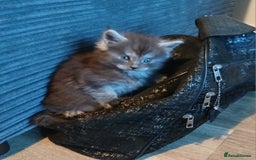 Maine Coon cats for sale: Full Pedigree blue smoke Maine Coon Kittens  - Advert 4