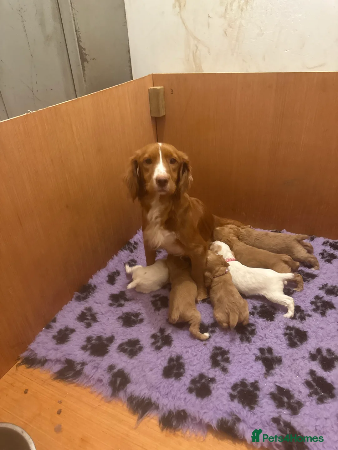 Cocker Spaniel dogs for sale: KC Working cocker spaniels. - Advert 1
