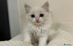 Ragdoll cats for sale: Male Lilac Bicolour Ragdoll Kitten - Image 4
