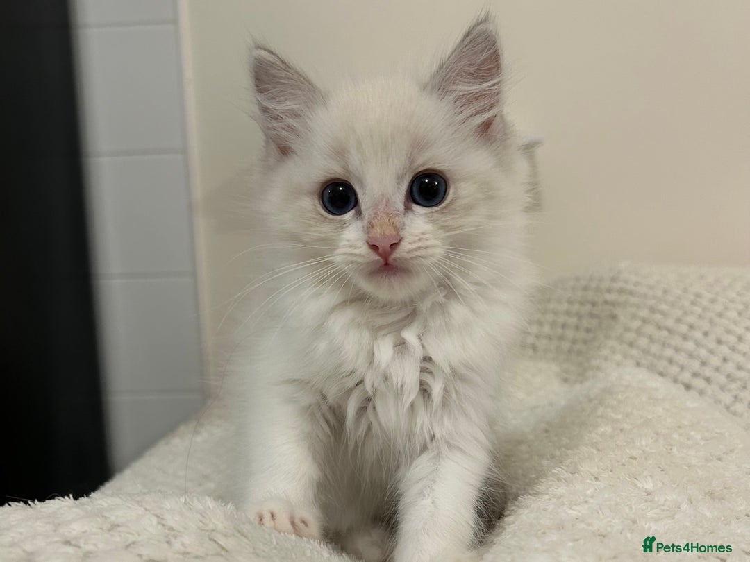 Ragdoll cats for sale: Male Lilac Bicolour Ragdoll Kitten - Image 4