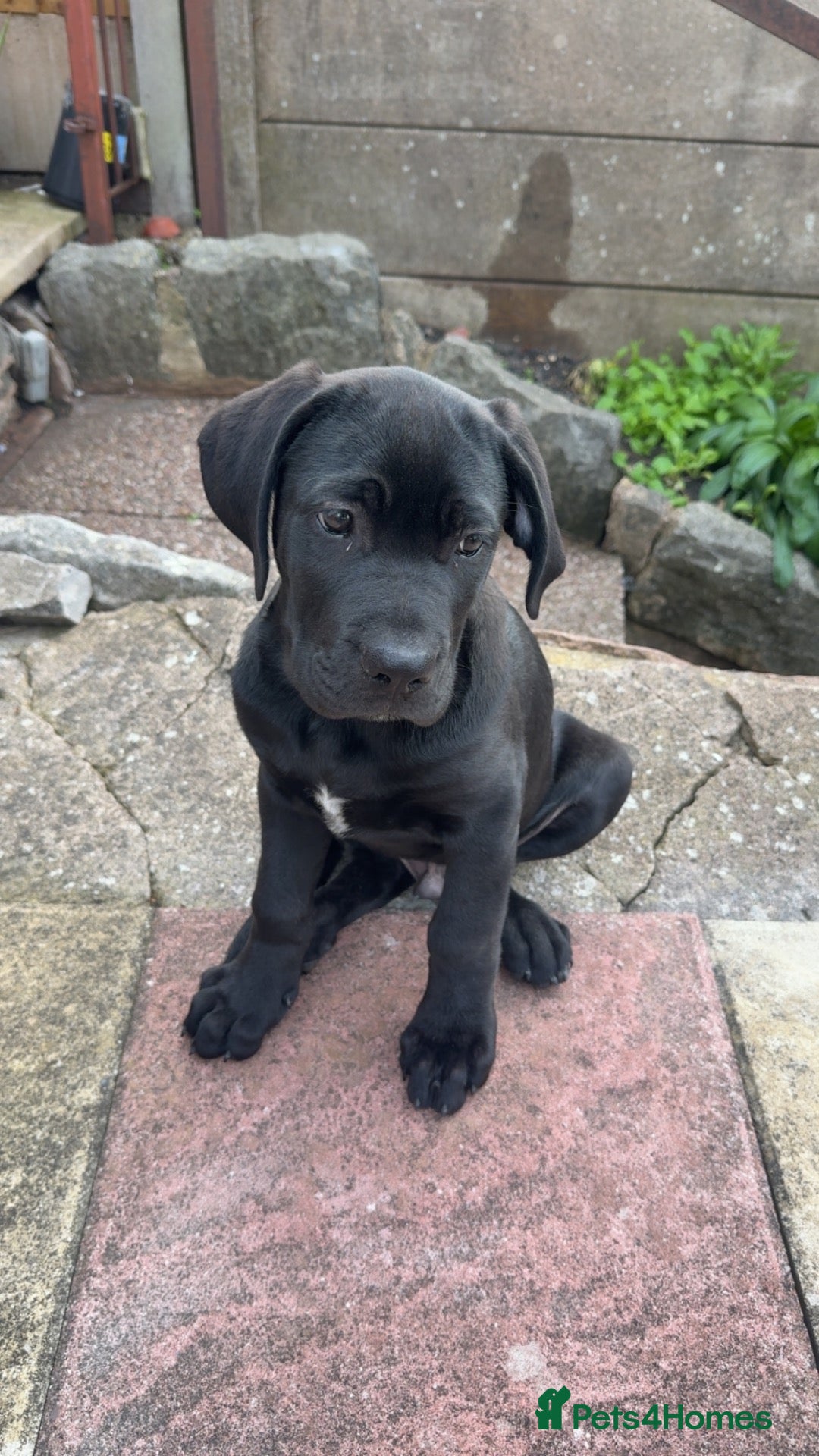 Mixed Breed dogs Rex need of a home - Advert 5