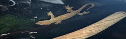 Gecko reptiles for sale: Chahoua Mossy Gecko - Advert 7