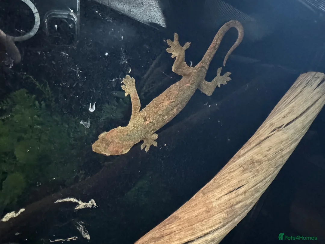 Gecko reptiles for sale: Chahoua Mossy Gecko - Advert 7