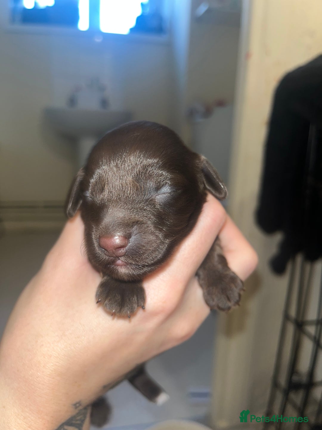 Sproodle dogs for sale: Sproodle puppies - Advert 5