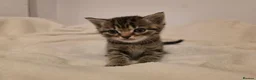 Mixed Breed cats for sale: British shorthair cross  in Gainsborough - Advert 3