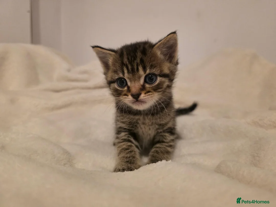 Mixed Breed cats for sale: British shorthair cross  in Gainsborough - Advert 3
