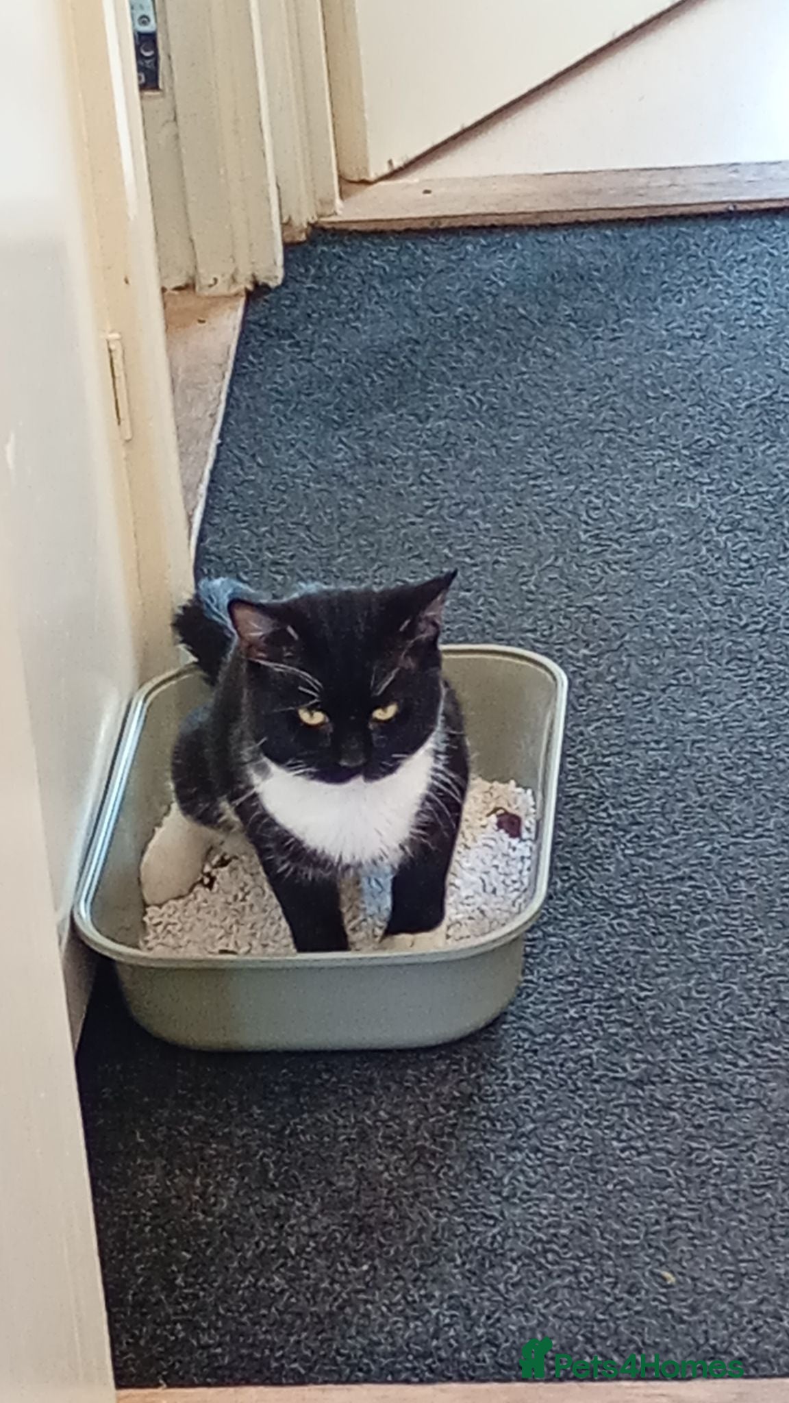 British Longhair cats Black and white cat for rehome - Advert 2