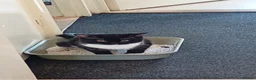 British Longhair cats for sale: Black and white cat for rehome - Advert 1