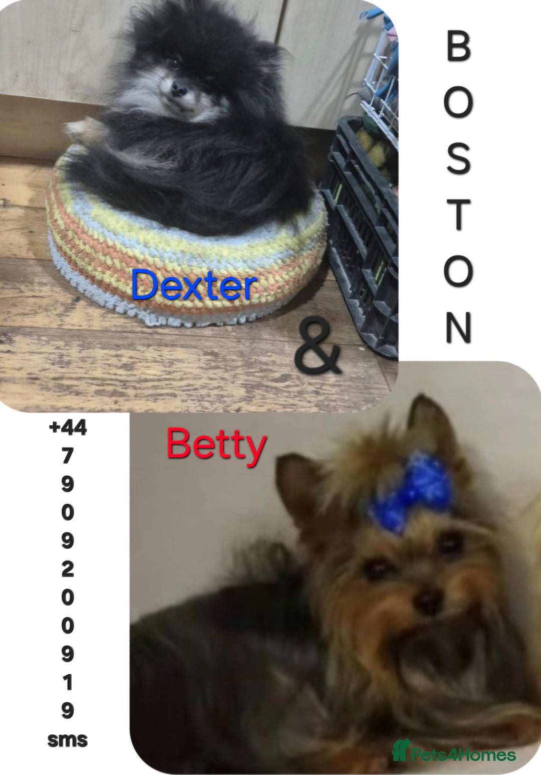 Mixed Breed dogs for sale: For sale my Toy Yorkshire&Pomeranian puppies 🐶  - Advert 5