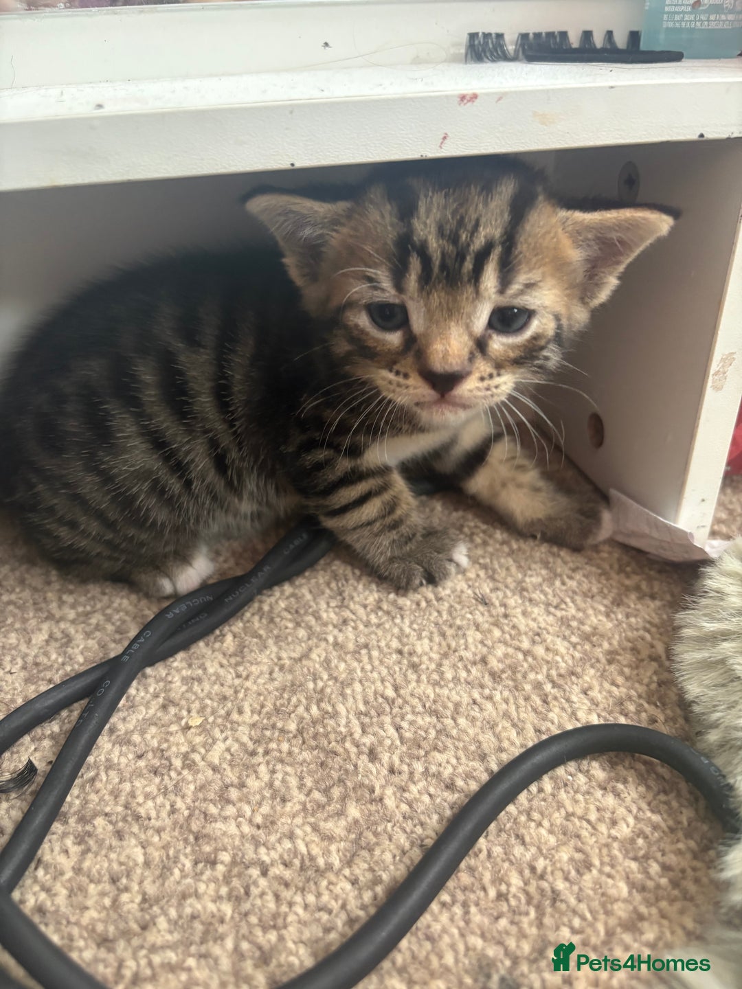 British Shorthair cats for sale: Two female kittens - Image 2