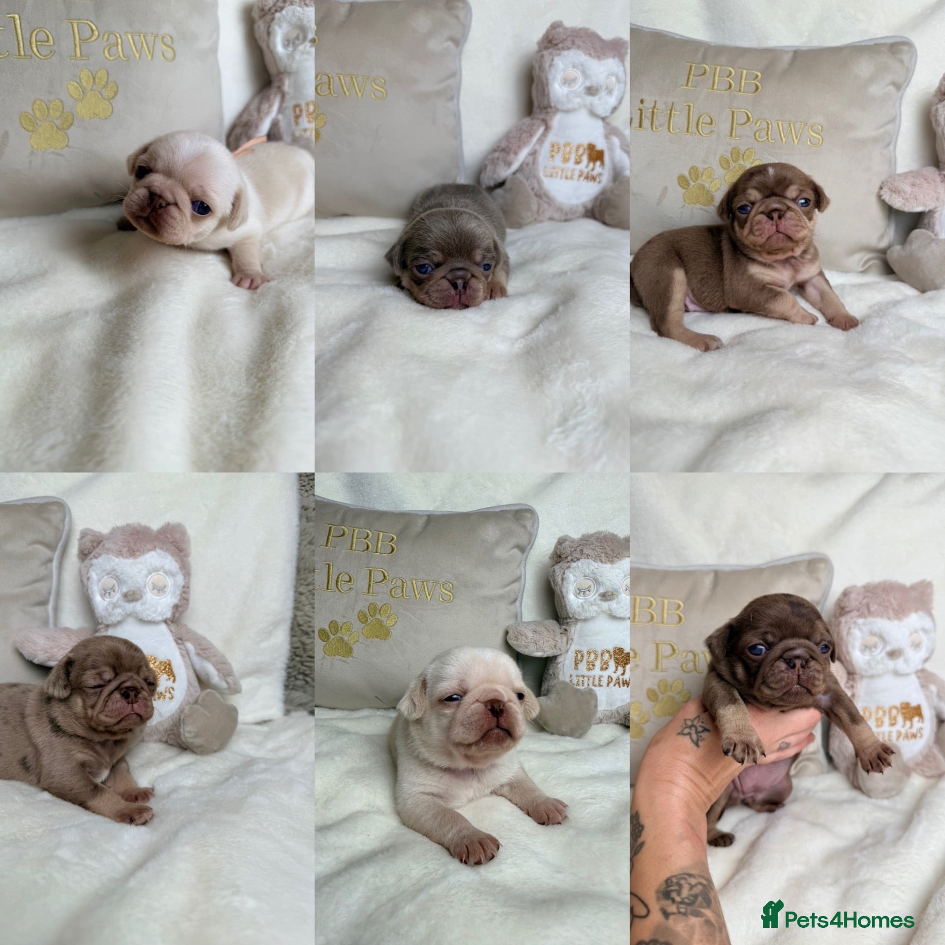 Pug dogs 3rd generation pugs health tested parents  - Advert 1