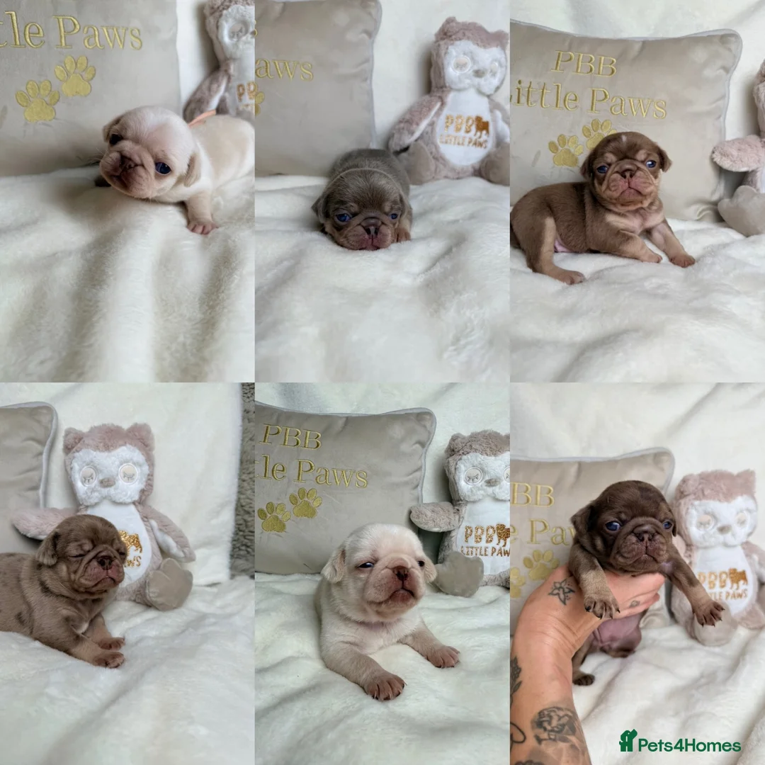 Pug dogs for sale: 3rd generation pugs health tested parents  - Advert 1