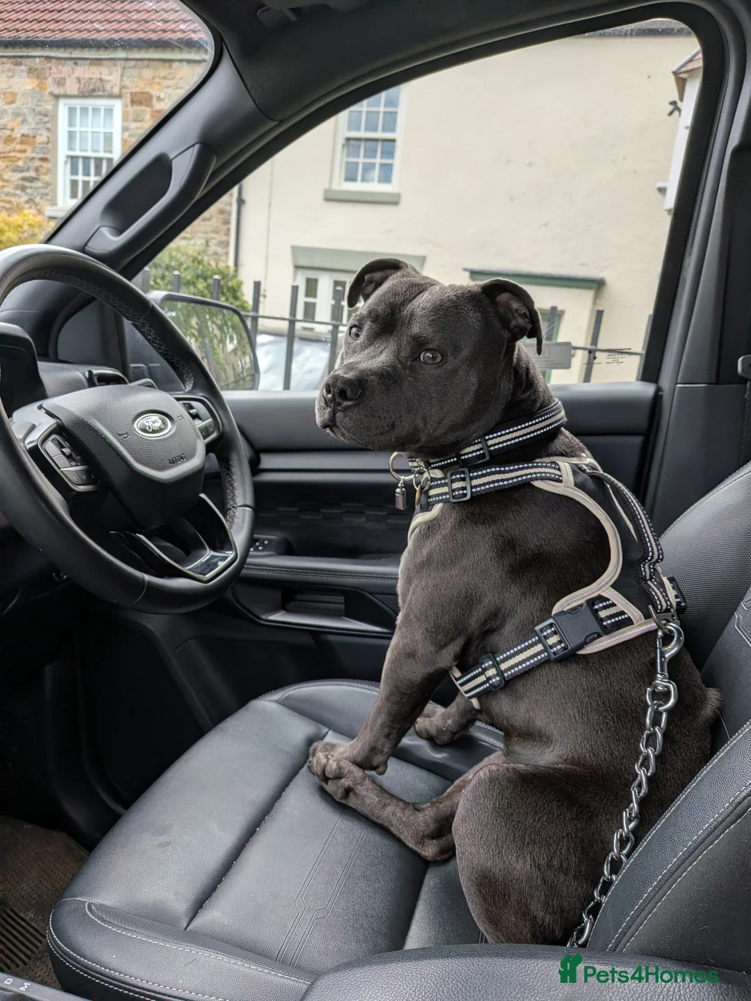 Staffordshire Bull Terrier dogs for sale: Blue Staffordshire Bull Terrier - Advert 1