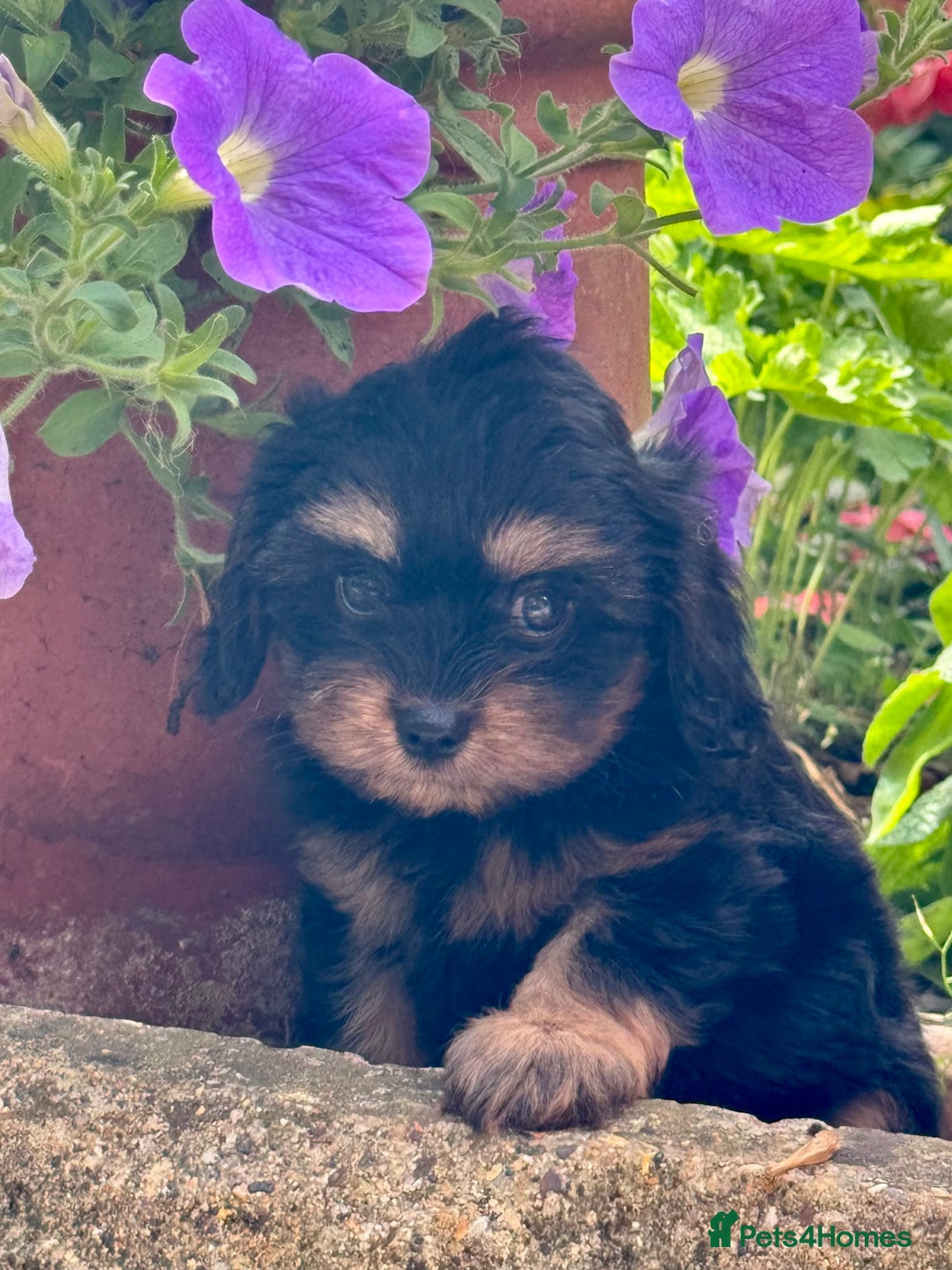 Cavapoo dogs for sale: Cavapoo rare black &tan health tested  - Image 12