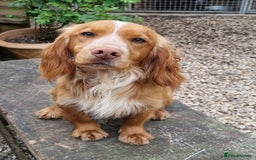 Cocker Spaniel dogs for sale: Working cocker spaniels -legally docked. - Image 8