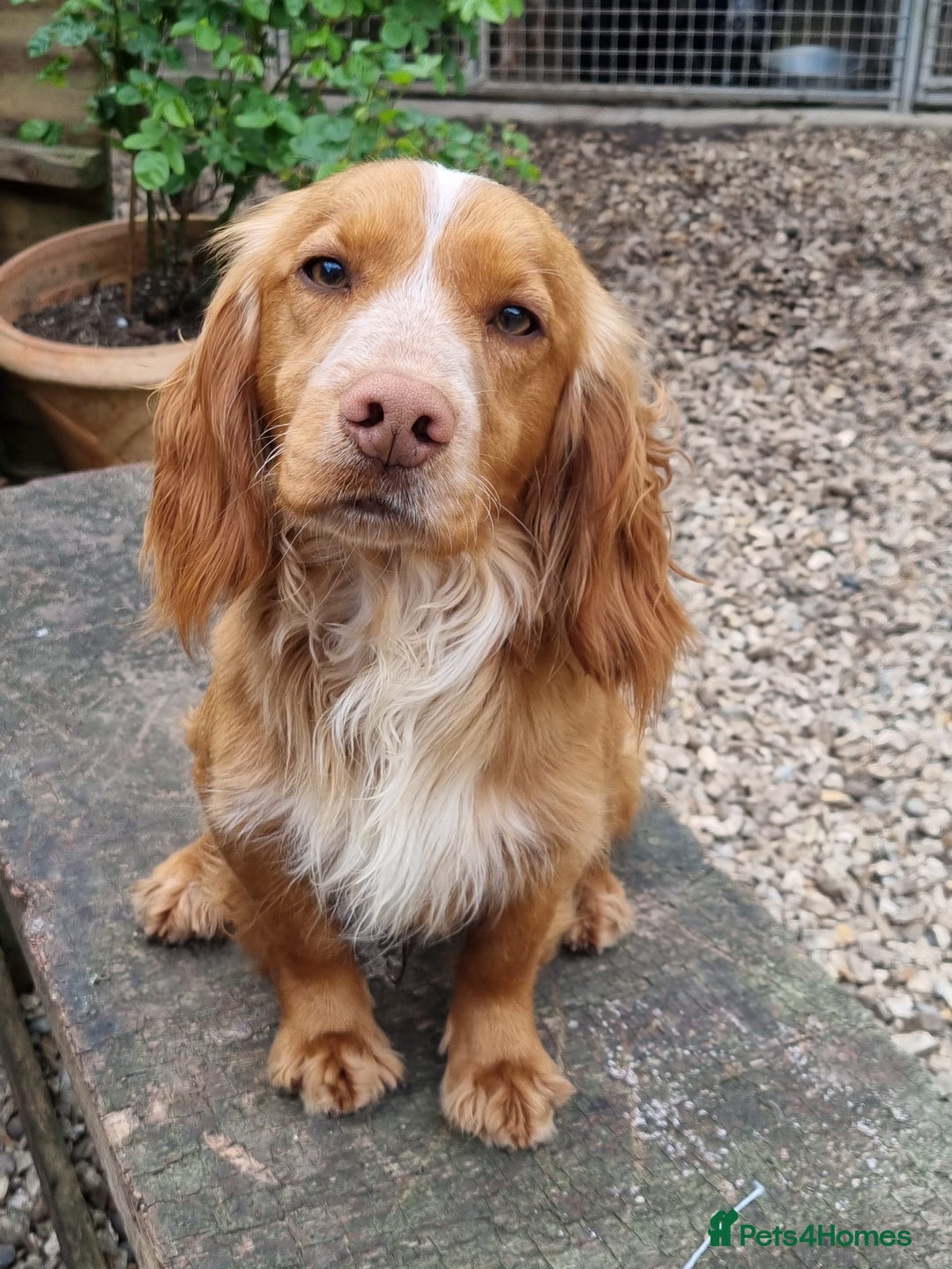Cocker Spaniel dogs for sale: Working cocker spaniels -legally docked. - Image 8