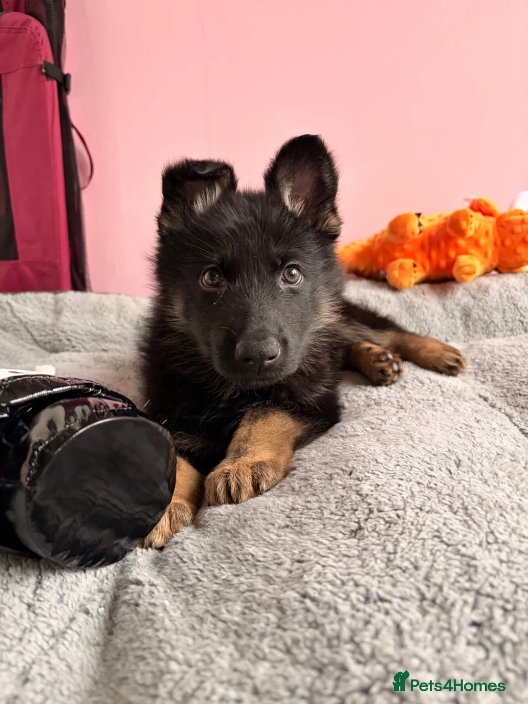 German Shepherd dogs for sale: Apollo - Advert 7