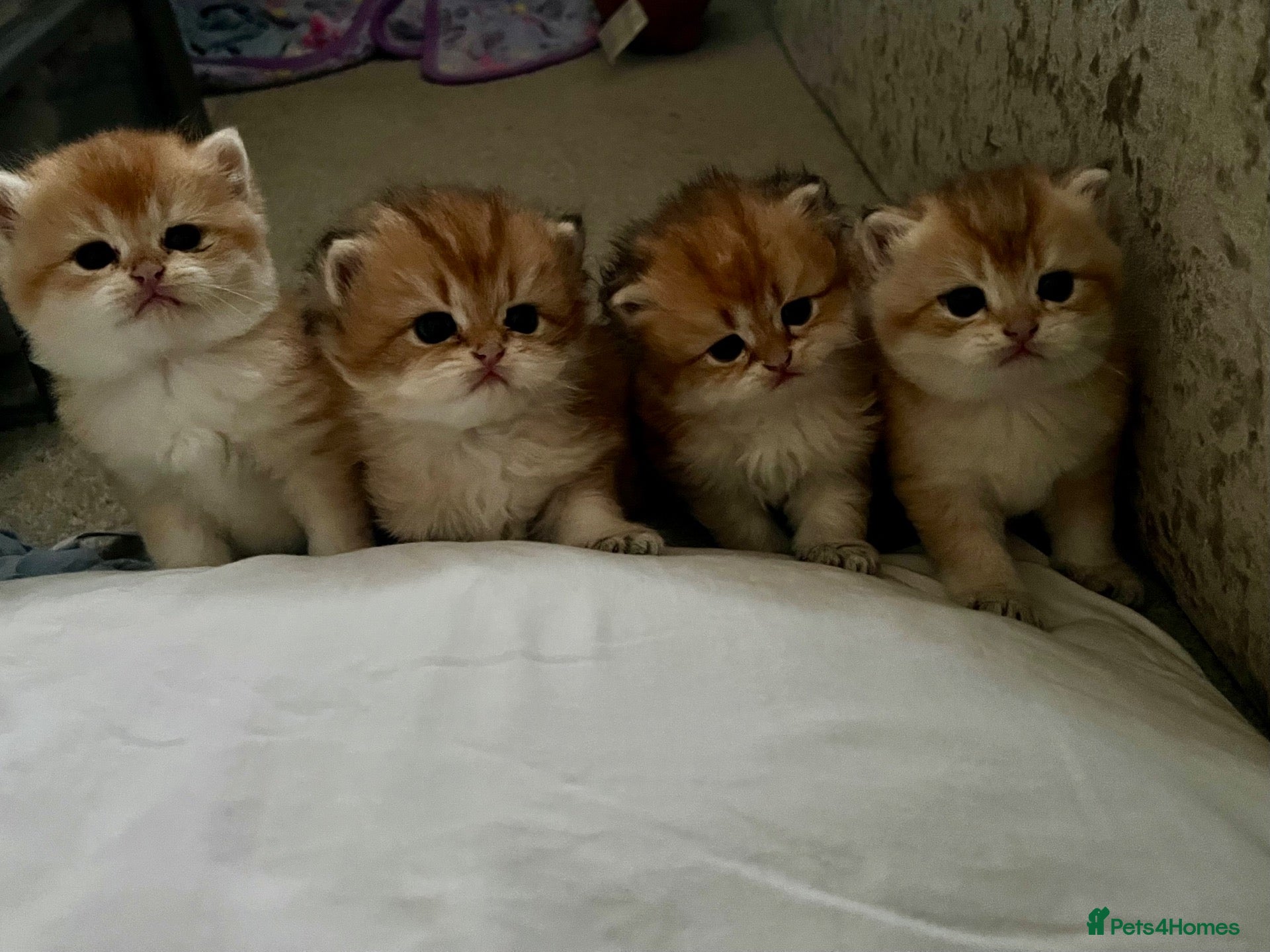 British Shorthair cats Beautiful BSH BLH NY12 kittens - Advert 2