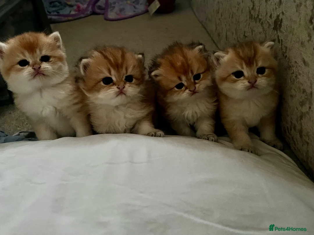 British Shorthair cats for sale: Beautiful BSH BLH NY12 kittens - Advert 2