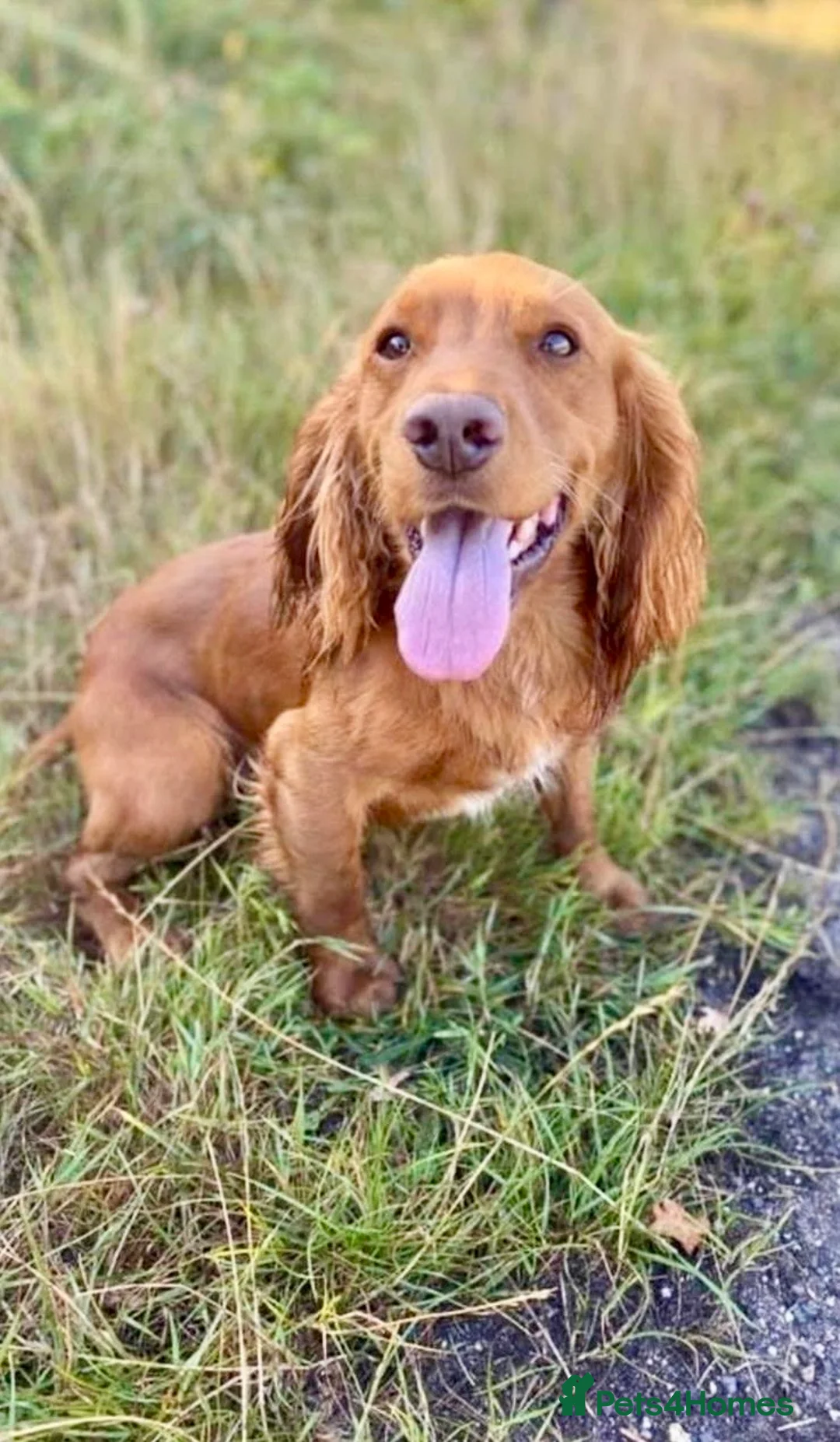 Cocker Spaniel dogs for sale: Working cocker spaniel puppies from family home - Advert 4