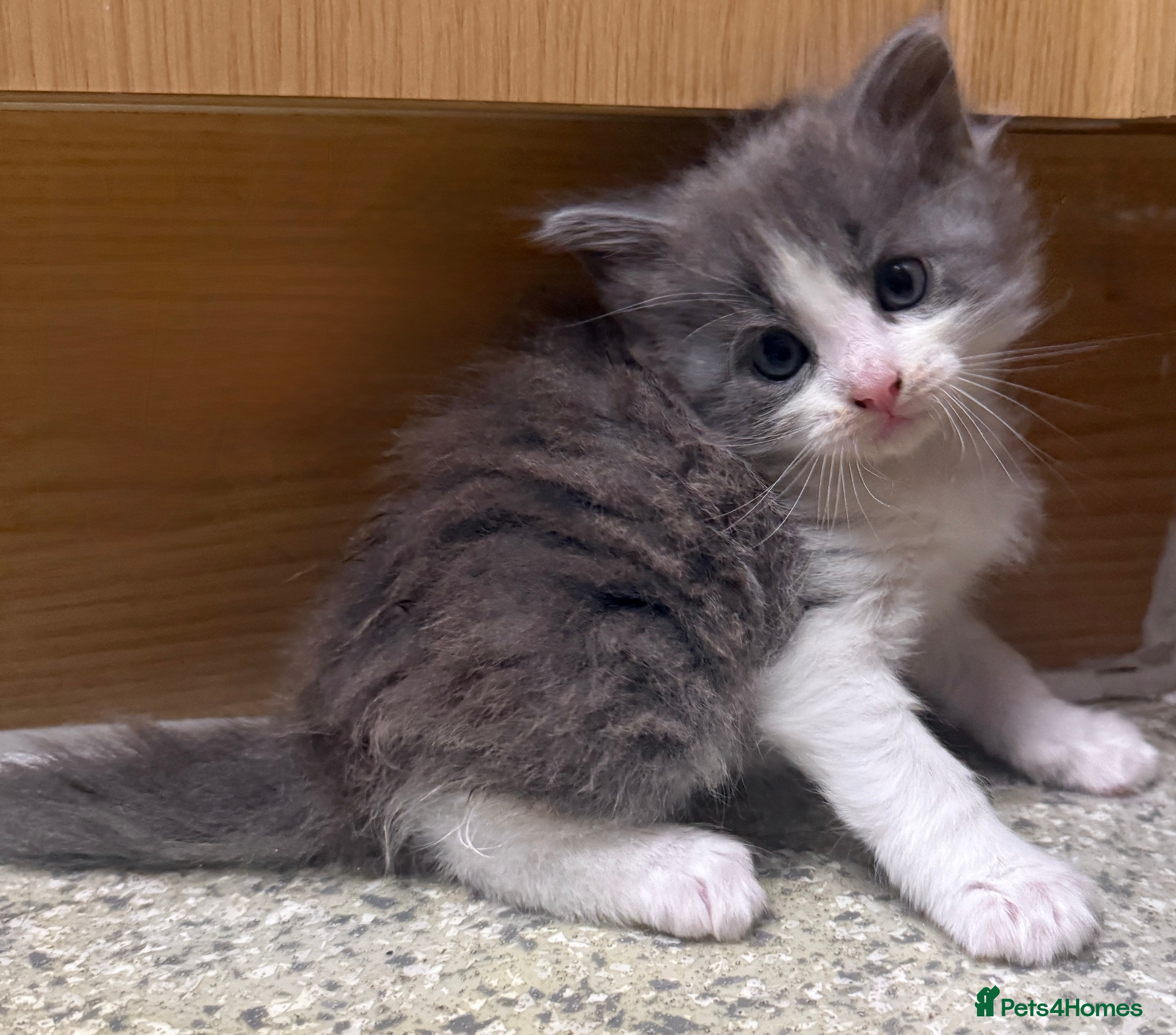 Mixed Breed cats for sale: Mixed Domestic Long Hair Kittens - 2 Girls & 1 Boy - Advert 4