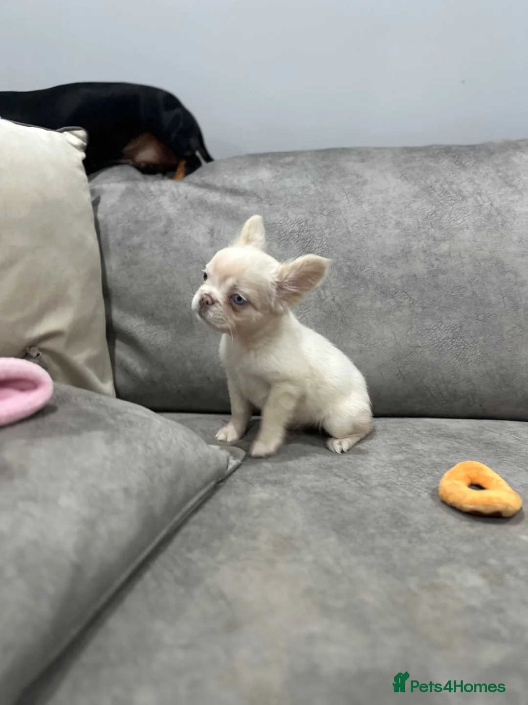 French Bulldog dogs for sale: French bull dogs  - Advert 2