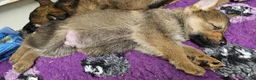 German Shepherd dogs for sale: KC Registered & Health Tested Working Line Puppies - Advert 25