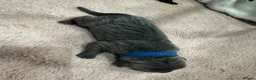 Cane Corso dogs for sale: Full Cane Corso Puppies -Blue/Grey & Black & White in Blackpool - Advert 3