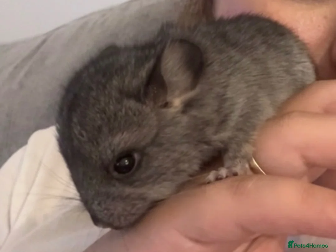 Chinchilla rodents for sale: Mixed baby chinchillas for sales - Advert 2