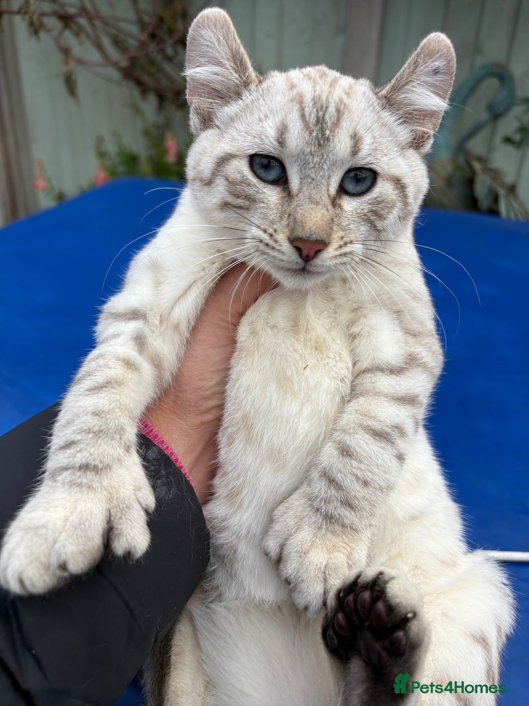 Keetso cats for sale: Rare Keetso female for breeding  - Advert 4
