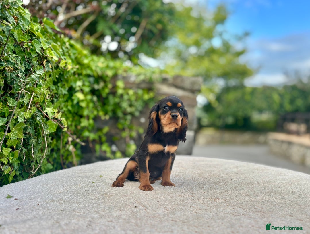 Cavalier King Charles Spaniel dogs for sale: Gorgeous Black Tan and Tri Cavalier Puppies - Image 5