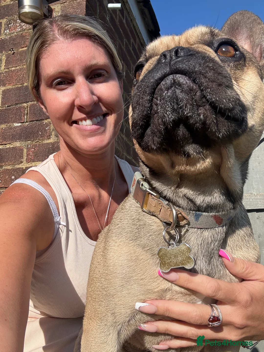 French Bulldog dogs for stud: Enzo is looking for a girlfriend - stud  - Advert 9