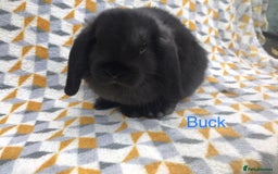 Mini Lop rabbits for sale: Beautiful mini lops  - Image 6