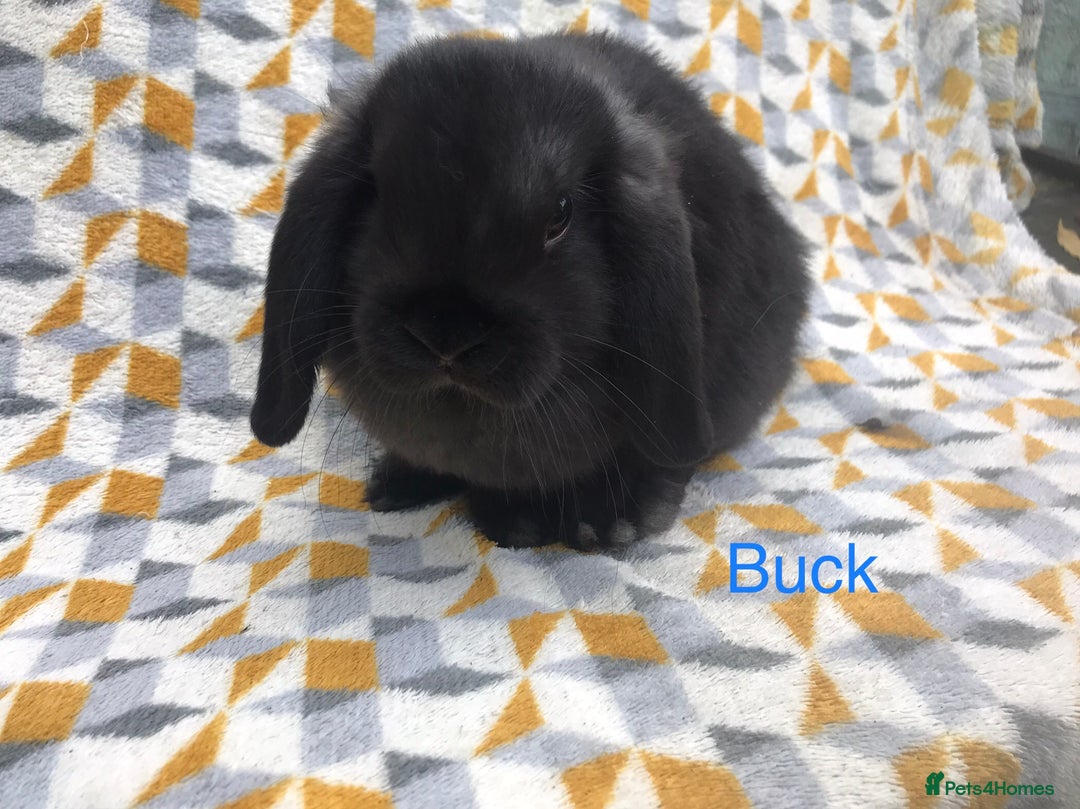 Mini Lop rabbits for sale: Beautiful mini lops  - Image 6