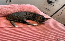 Savannah cats for sale: F5 Female Savannah - Image 10