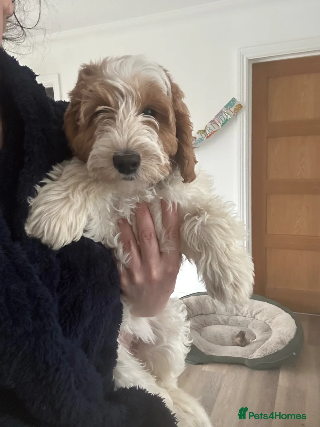 Australian Labradoodle dogs for sale: Australian labradoodle girl  - Advert 2